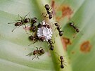 Mezi mravenci a hmyzem ze skupiny micosaví (Sternorrhyncha) panuje asto...