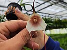 Jedním z hlavních lákadel olomoucké výstavy orchidejí jsou takzvané opií...