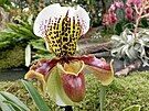 Jeden z exponát olomoucké výstavy orchidejí nazvané Klenoty pralesa, je se...