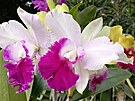 Jeden z exponát olomoucké výstavy orchidejí nazvané Klenoty pralesa, je se...