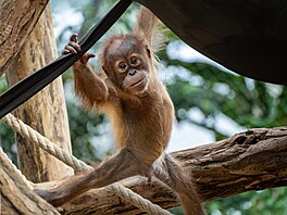 Mal Kawi v Zoo Praha