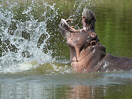 "Kokainový hroch" pocházející ze soukromé zoologické zahrady drogového bosse...