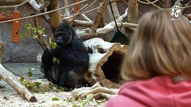Gorilí samec Richard u je dvacet let velvyslancem divoké pírody v Zoo Praha