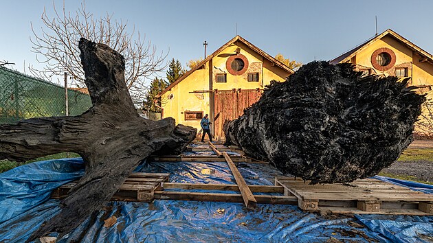 Dva sten opracovan kmeny, kter stavbai objevili dva metry pod zem na staveniti u Fakultn nemocnice Hradec Krlov a kter mohly bt ureny k vrob plavidel, tzv. monoxyl. (7. listopadu 2023)