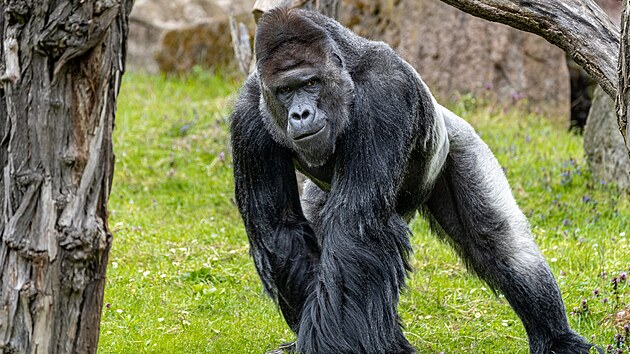 Richard se 9. listopadu doije 32 let. Mezi gorilami vlidsk pi nejde ovysok vk, Richarda proto ek jet mnoho aktivnch let.