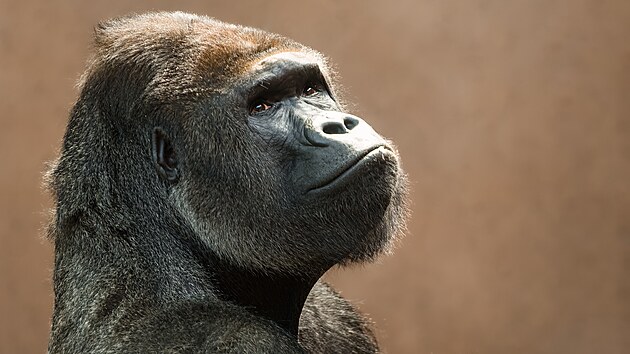 Richard je inteligentn goril samec se sloitou povahou. 