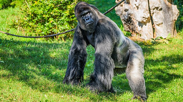 Richardovi klid a spolenost jeho dvou syn svd. Dve na dlouh prochzky po venkovnm vbhu neml as ani pomylen.