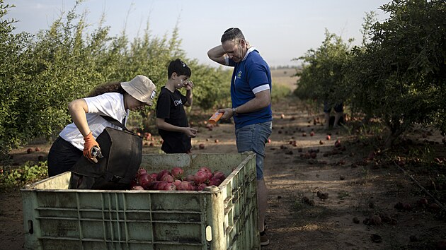 U Akelonu dobrovolnci trhaj ze strom grantov jablka navzdory leteckm poplachm. (27. jna 2023)
