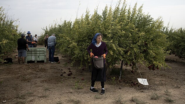 U Akelonu dobrovolnci trhaj ze strom grantov jablka navzdory leteckm poplachm. (27. jna 2023)