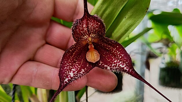 Jednm z hlavnch lkadel olomouck vstavy orchidej jsou takzvan opi orchideje neboli rod Dracula. Jejich kvty pipomnaj tve a hlaviky malch opiek.