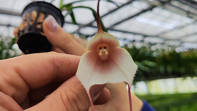Jednm z hlavnch lkadel olomouck vstavy orchidej jsou takzvan opi orchideje neboli rod Dracula. Jejich kvty pipomnaj tve a hlaviky malch opiek.
