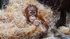 Malý orangutan Kawi se zdokonaluje v nejr�zn�j�ích dovednostech, které jsou v...