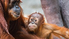 No�ní hnízdo na spaní Kawi nadále sdílí se svou matkou Mawar, která je zárove�...