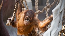 Pro svou zvídavost a akrobatické kousky je malý orangutan Pustakawan neboli...