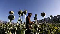 Produkce máku pro výrobu opia v Afghánistánu se propadla o 95 procent....