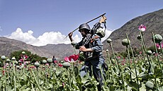 Produkce máku pro výrobu opia v Afghánistánu se propadla o 95 procent....