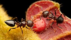 Jedna z pokusných návnad s roztokem navtívená hladovými mravenci.