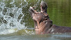"Kokainový hroch" pocházející ze soukromé zoologické zahrady drogového bosse...