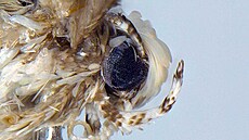 M�ra Neopalpa donaldtrumpi pojmenovaná po americkém exprezidentovi � tento hmyz...