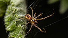 Pavouk Anelosimus biglebowski pojmenovaný podle filmu Big Lebowski z roku 1998