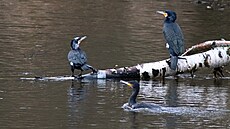 Kormoráni na �ece Oh�i