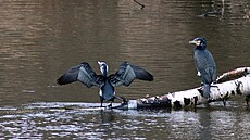 Kormoráni na �ece Oh�i