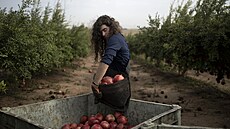 U Akelonu dobrovolníci trhají ze strom granátová jablka navzdory leteckým...