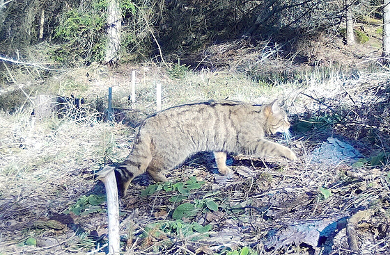 Ko�ka s typickými znaky ko�ky divoké zachycená fotopastí v NP �eské �výcarsko.