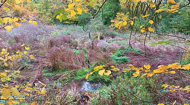 Rybník zcela zmizel v zeleni, Litoměřice chtějí jeho obnovou pomoci přírodě