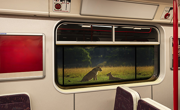 Lvi a sloni za okny pražského metra. Nový LED systém promítá reklamy i v tunelech
