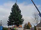 V�no�n� strom pro Plze� poch�z� z D��iny