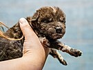 V záí narozená samika psa hyenového se smekou obývá Africké safari Josefa...