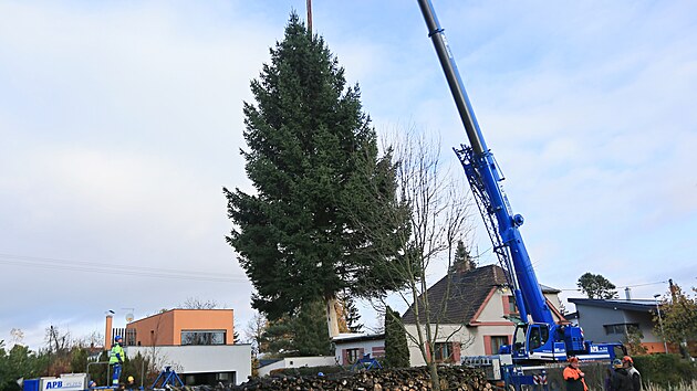 V D��in� pok�celi v�no�n� strom pro Plze�. (23. listopadu 2023)