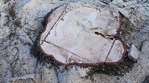 V D��in� pok�celi v�no�n� strom pro Plze�. (23. listopadu 2023)