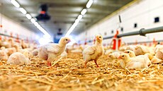 ilustra�ní snímek