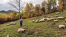 Stádo ovcí na pastvě v lokalitě národní přírodní památky Bílé stráně u...