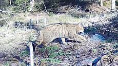 Ko�ka s typickými znaky ko�ky divoké zachycená fotopastí v NP �eské �výcarsko.