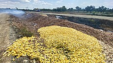 Mangové pecky, z nich se vyrábjí v Kambodi brikety. (14. listopadu 2023)