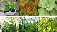 Existuje řada rostlin, které se dají pěstovat jako pokojovky a dokážou pomoci s...