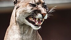 Umí ukázat zuby: V Zoo Tábor chovají samici pumy americké, která se jmenuje...