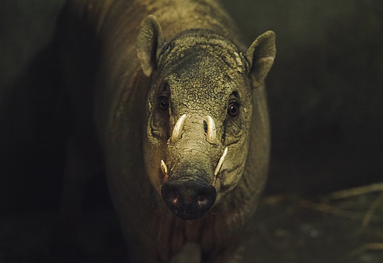 Nový dvouletý samec pochází z n�mecké zoo. Momentáln� si zvyká na nové...