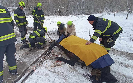 Záchrana koně, který se zaklínil na železničním přejezdu u Horního Slavkova.