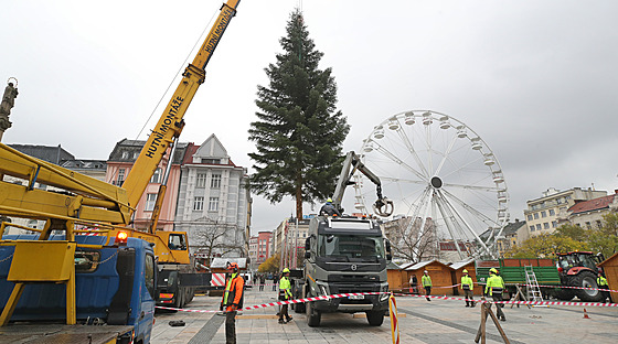 V Ostrav na Masarykov námstí u stojí vánoní strom. Letos je jím 11 metr...