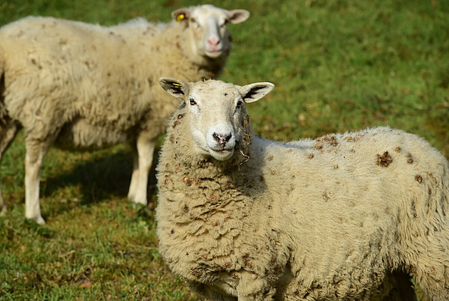 Austrálie má nadbytek skopového masa. Farmáři nabízejí ovce i zdarma