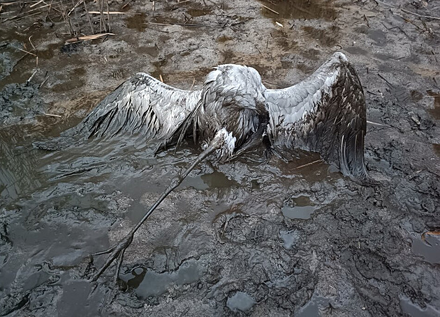 Na dně vypuštěných rybníků na Českolipsku uvázli jeřábi, dva v bahně uhynuli
