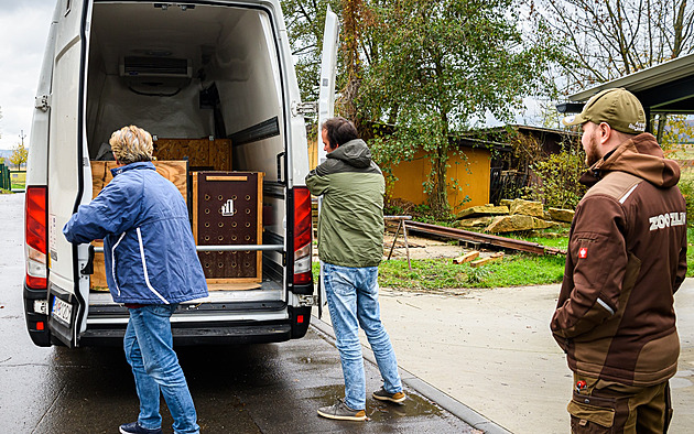 Jaguáří samice Yuna má znovu parťáka, zlínská zoo získala statného Akaba