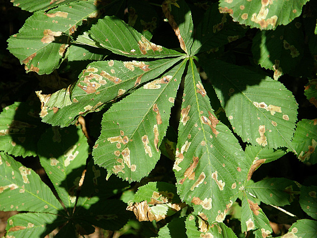 Listy po�kozené larvami klín�nky