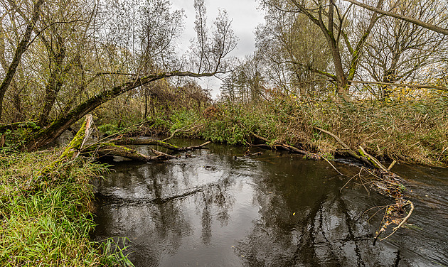 Plaší hmyz, v trusu mají hodně larev. Ptačí rezervace pořídí další koně