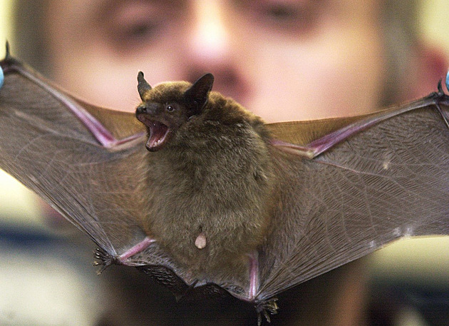 Důchodce sledoval netopýří páření, rozluštil záhadu nepřiměřeně dlouhého penisu