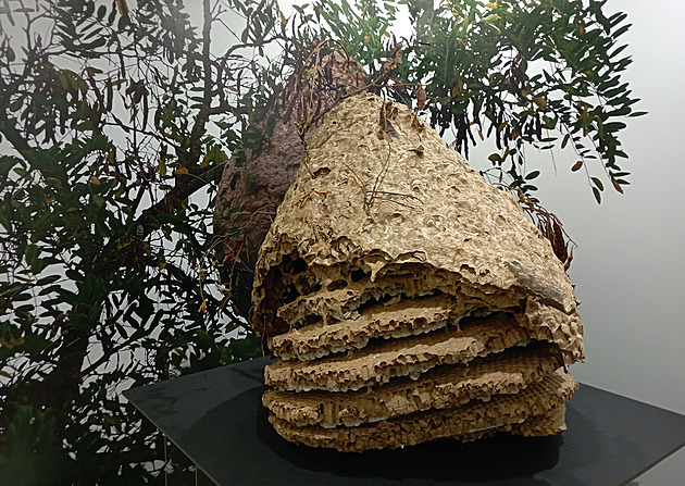 Plzeňské muzeum vystavilo hnízdo sršně asijské, bylo v něm 800 jedinců